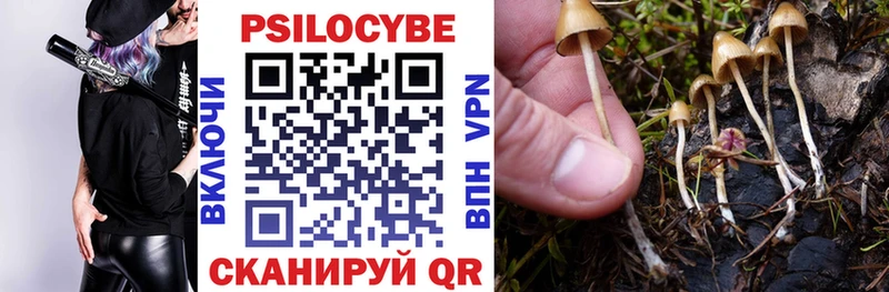 Псилоцибиновые грибы Psilocybine cubensis  Белокуриха 